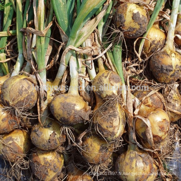 AON011 Huangyan maturité précoce des graines d&#39;oignon hybride prix